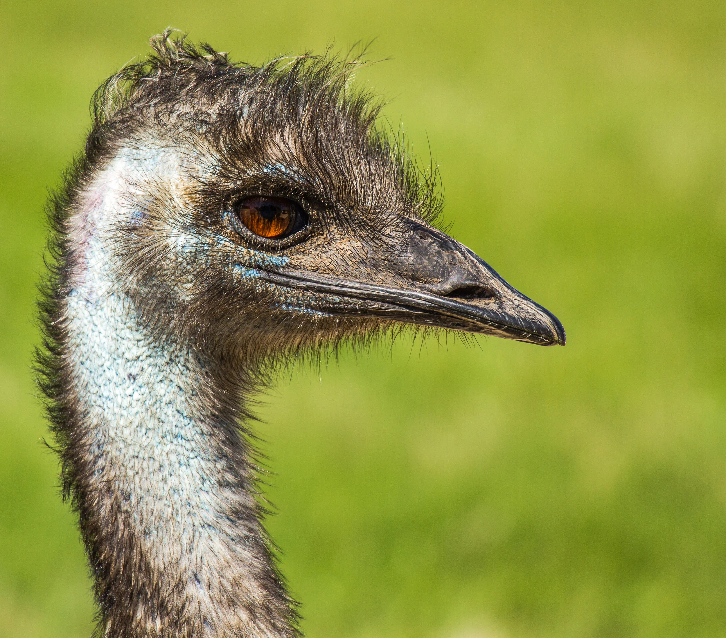 Animals (2 of 3).jpg