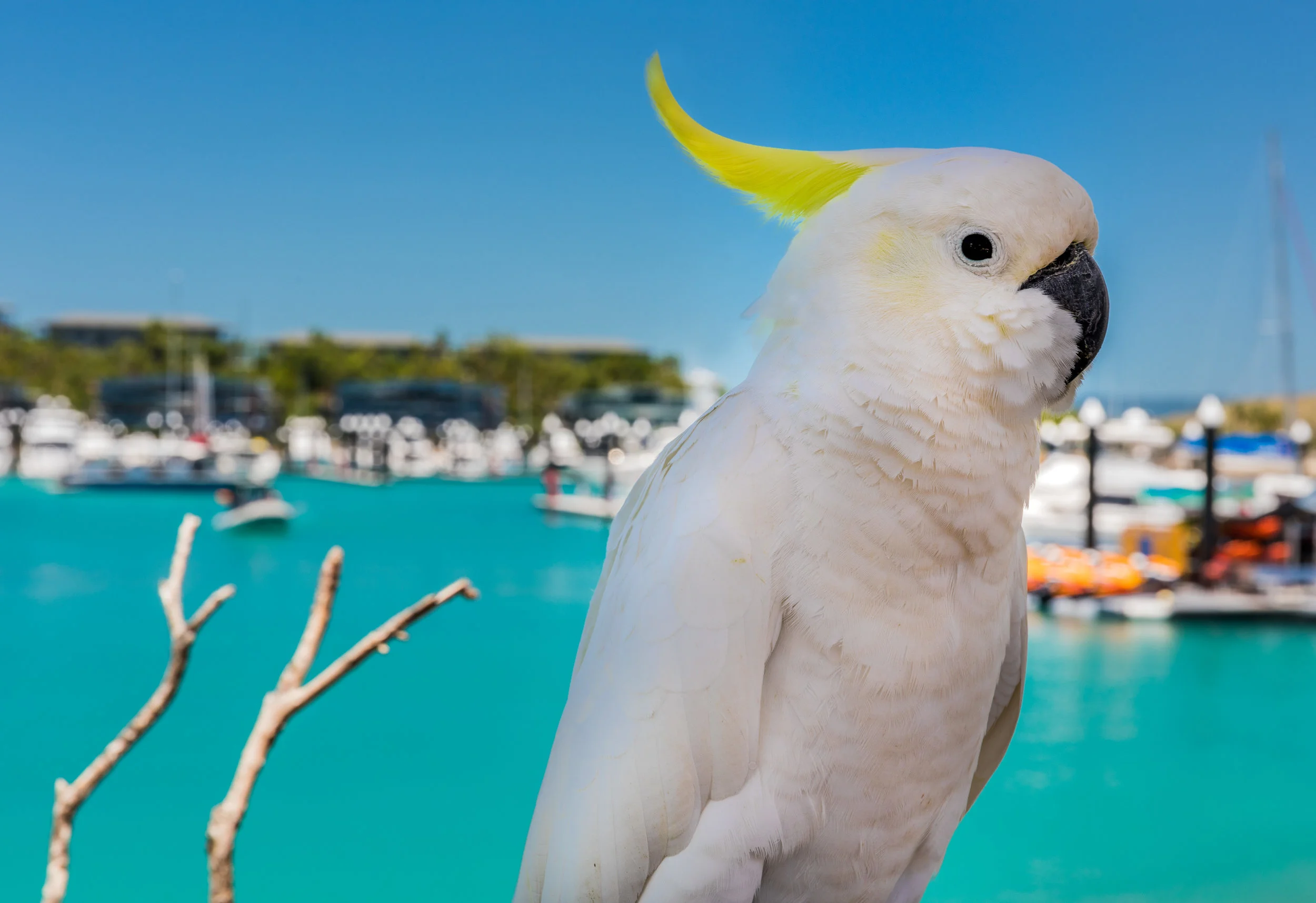 Hamilton Island (2 of 1).jpg