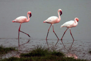 Flamingos in India. Source: Wikimedia Commons.