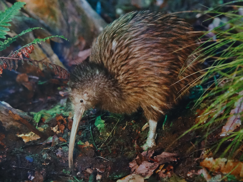 A Kiwi in a bird park near Rotorua on New Zealand’s North Island