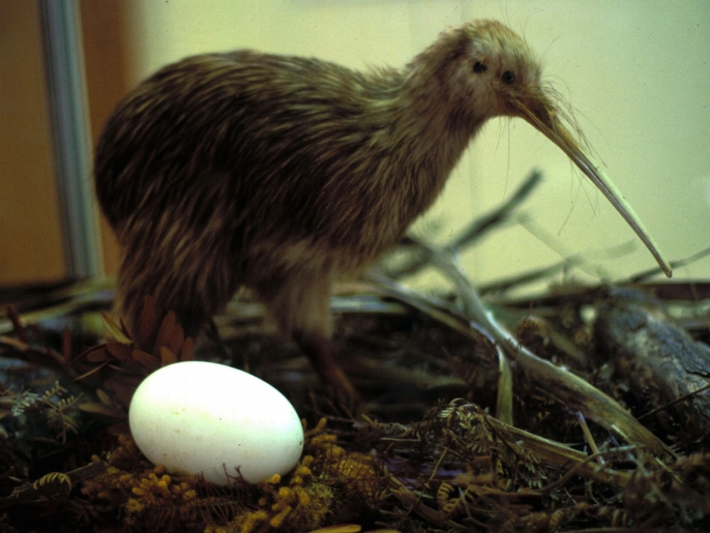 According to the National Audubon Society, Kiwi eggs can weigh up to a quarter of the bird’s body mass, making it the largest of any bird in the world in proportion to its body size.