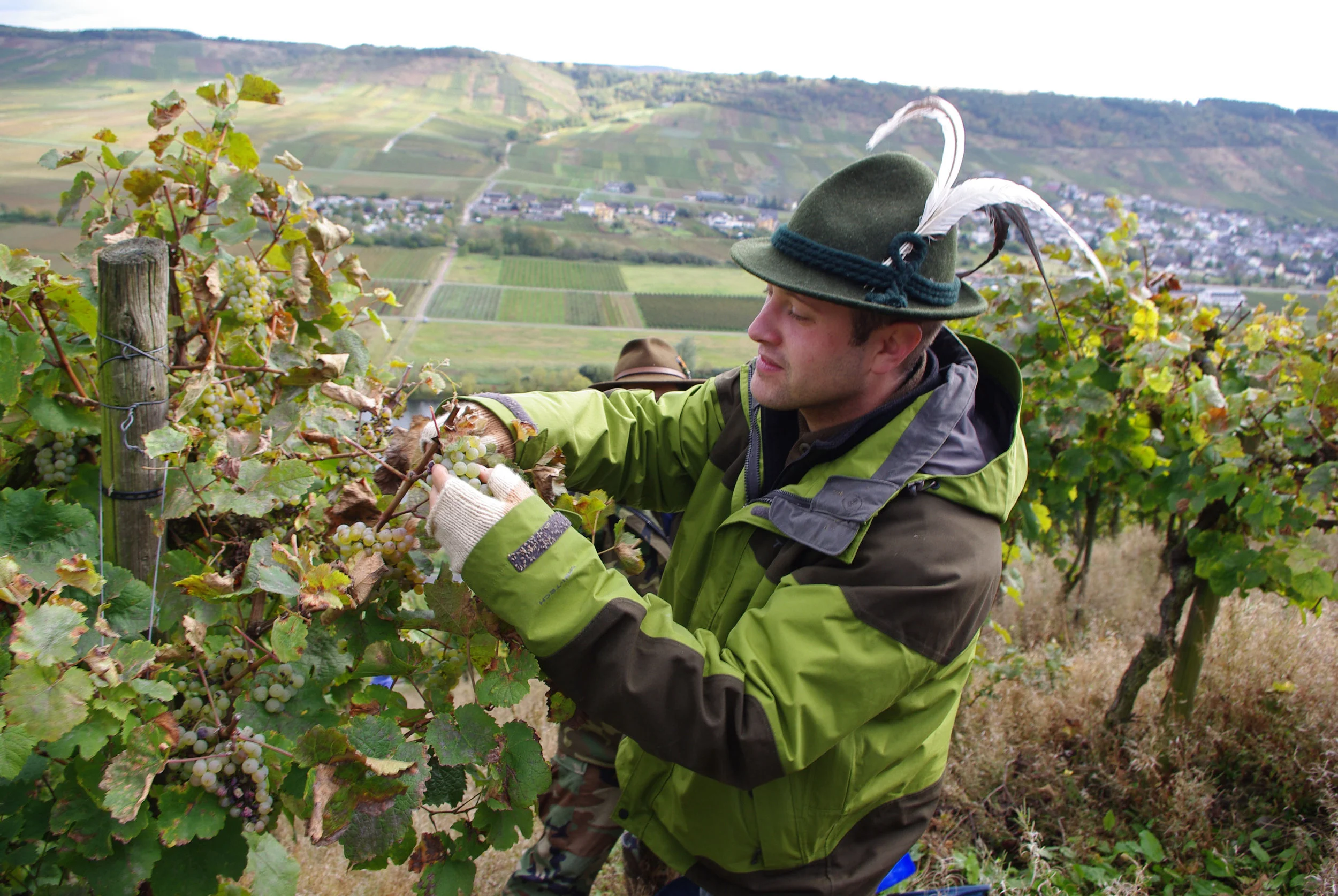 A visiting staff sergeant from Spangdahlemn air base prunes grapes to help with the harvest of a local vintner in Mosel, Germany (U.S. Air Force).
