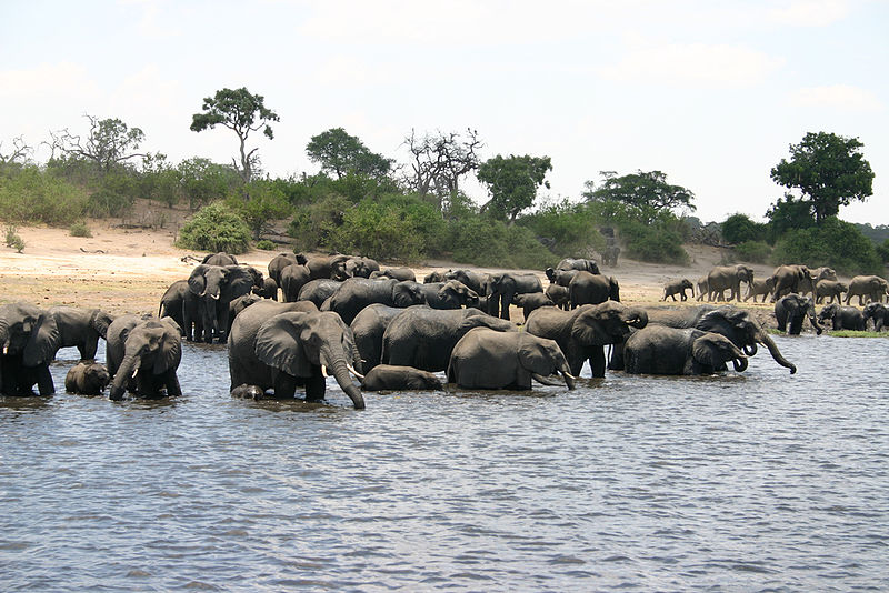 A herd of elephants swims in Botswana. ( Wikimedia Commons)