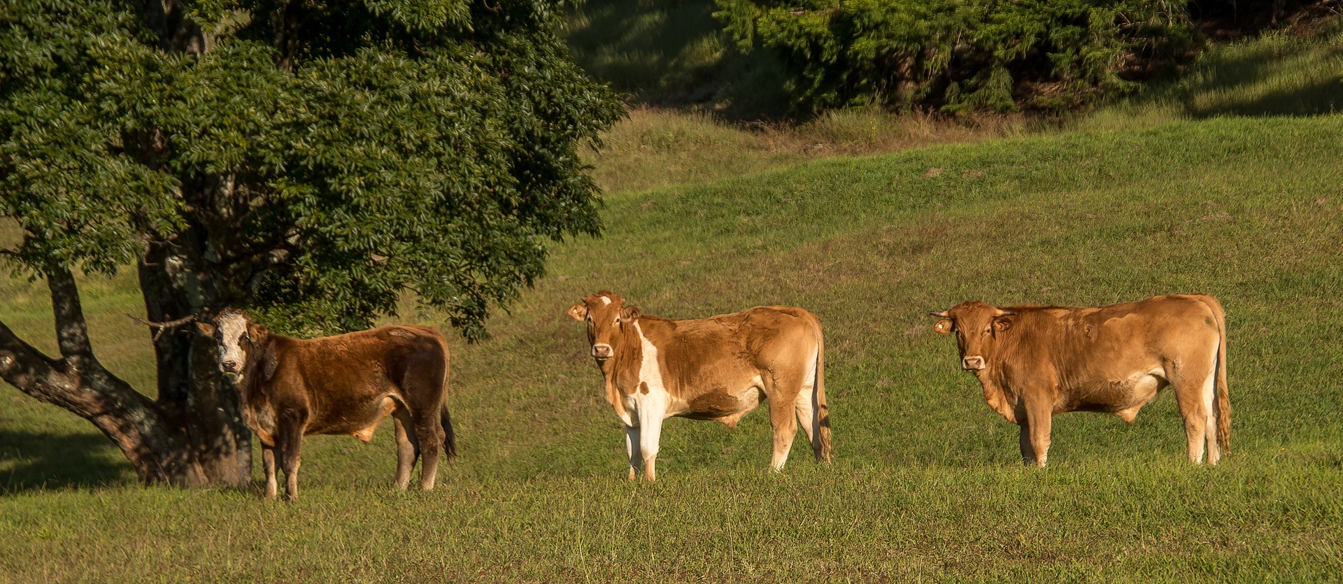 Queensland is the beef-producing capital of Australia, which accounts for 13 percent of the world’s beef supply. (Pixabay)