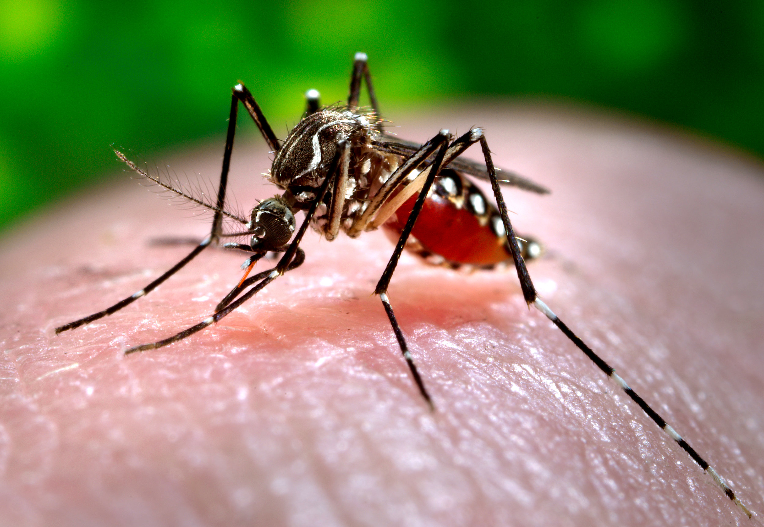 The mosquito-borne dengue fever is the most common vector-borne viral disease in the world. (Flickr)