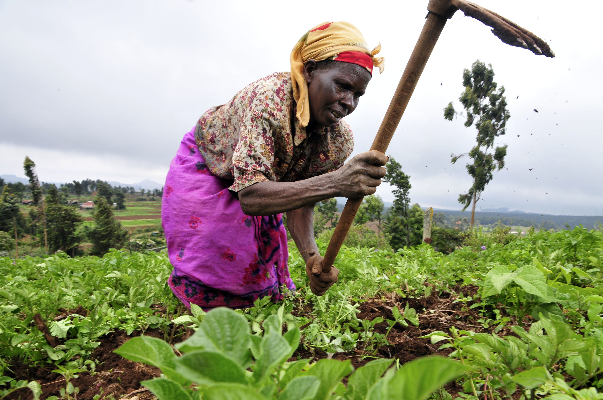 A Nigerian woman works on her crops.