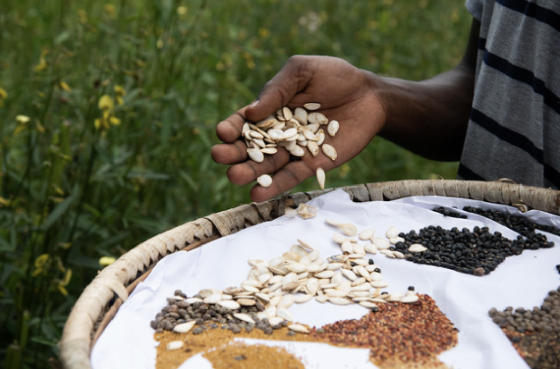 New Supreme Court Ruling frees up Seed Sharing in Kenya