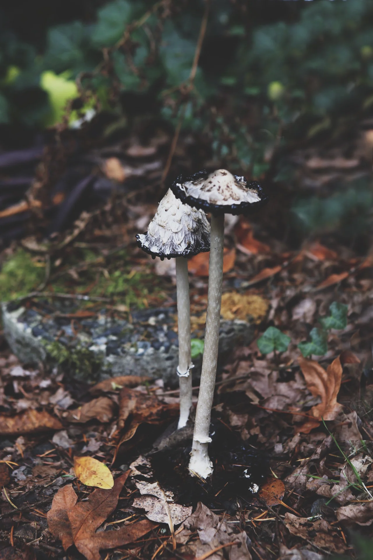 shaggyinkcap1.jpg