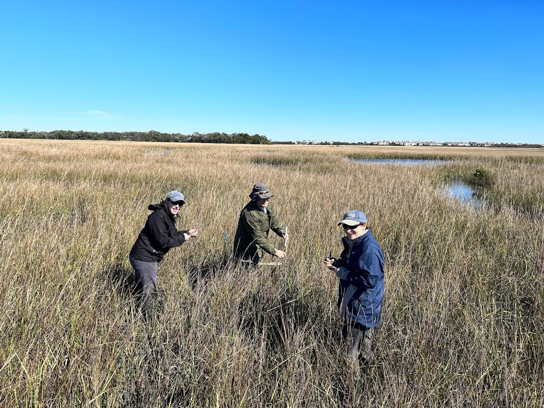 spartina measurements.jpg