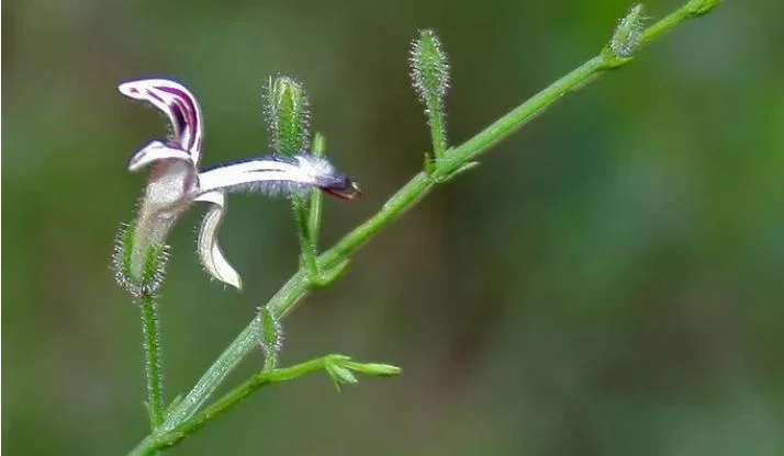 ANDROGRAPHIS: THE KING OF BITTERS