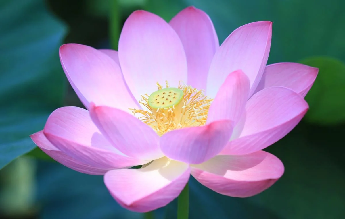 flower.jpg