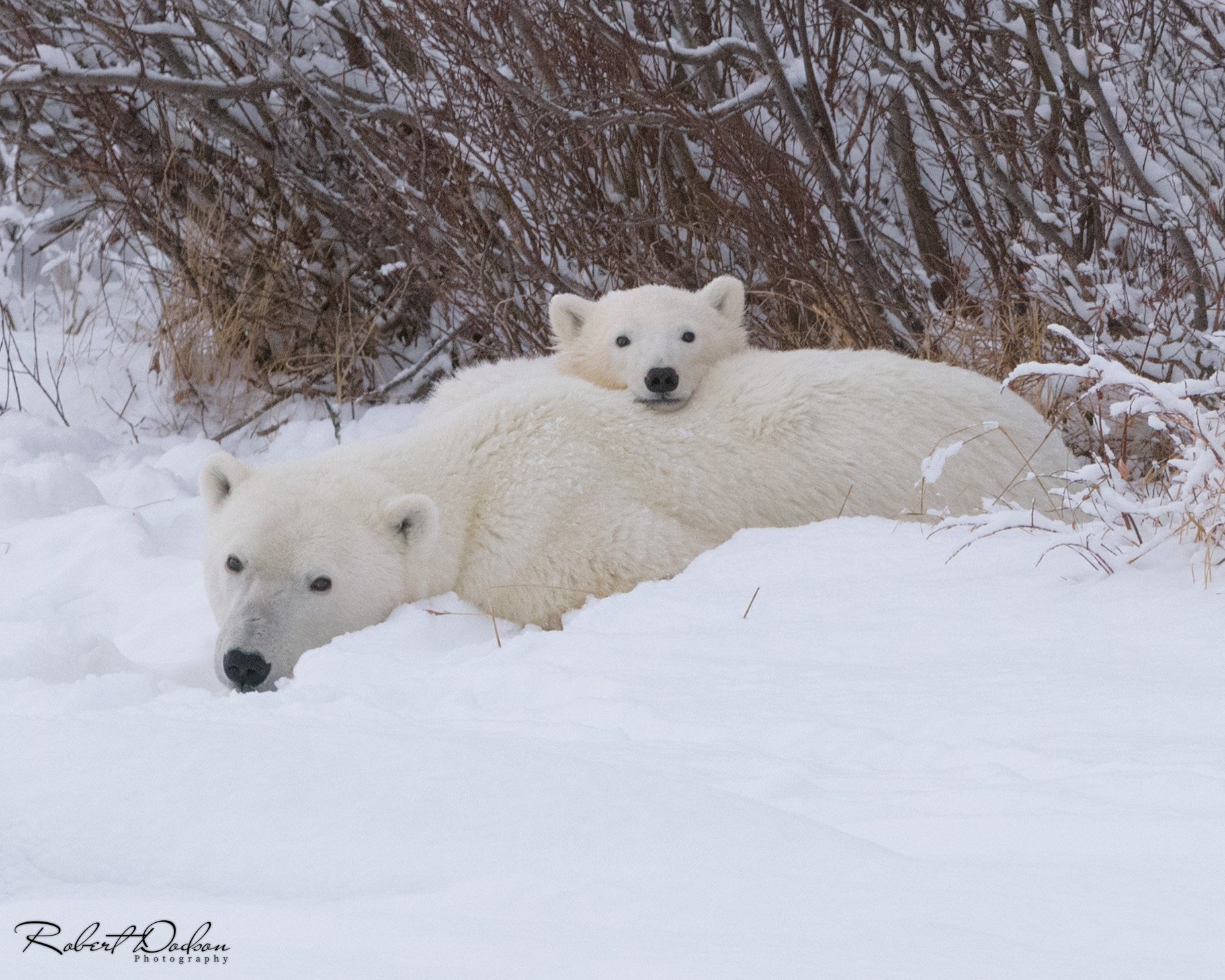 Polar Bear with Nesteling cub (1 of 1).jpg
