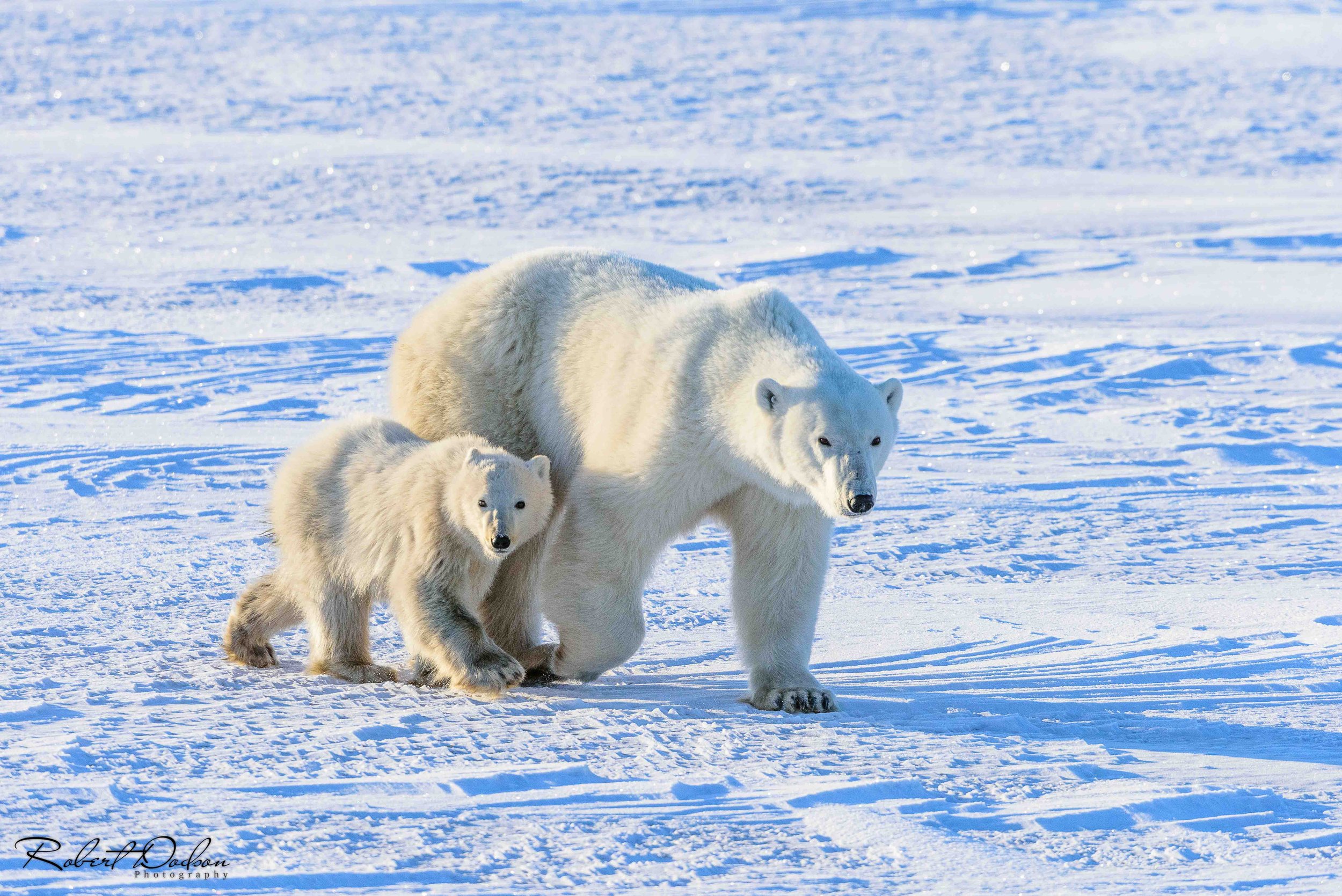 Polar bear and cub 1-1.jpg