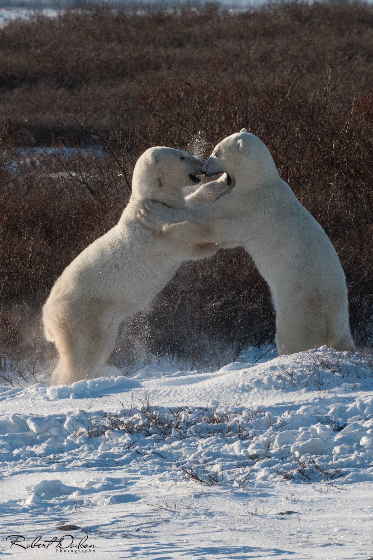 Polar Bear Sparring 4 (1 of 1).jpg