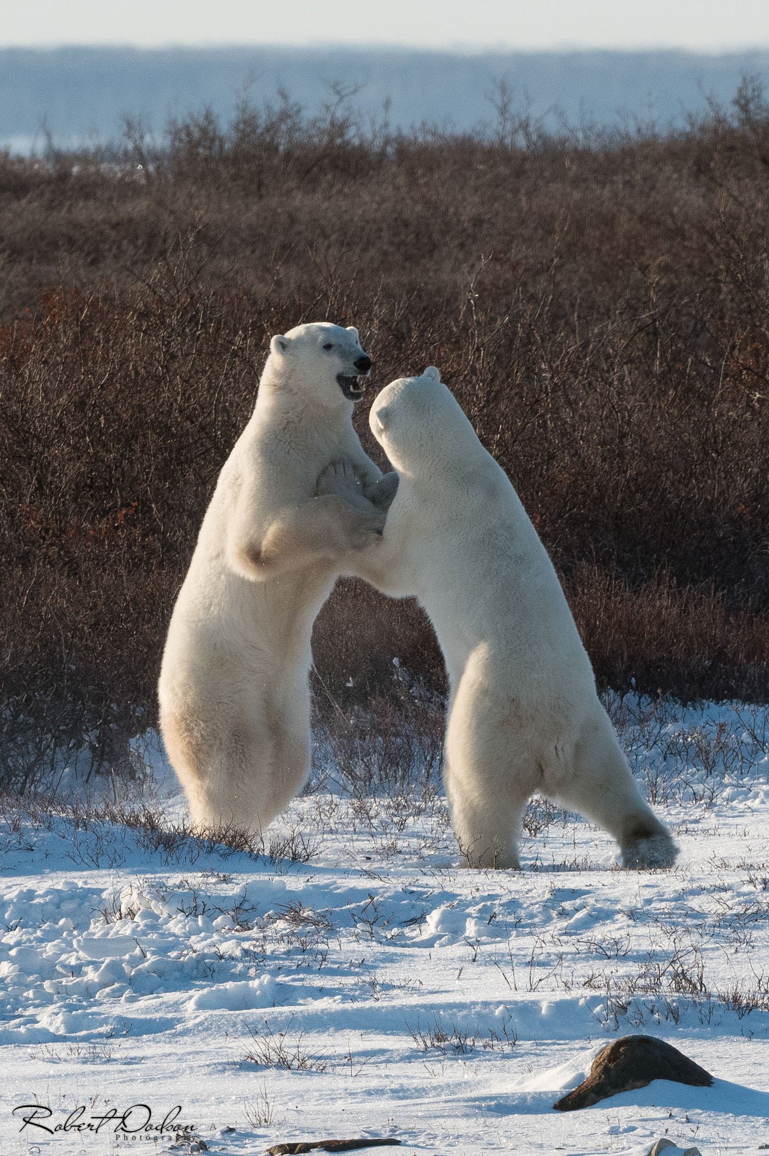 Polar Bear Sparring 5 (1 of 1).jpg