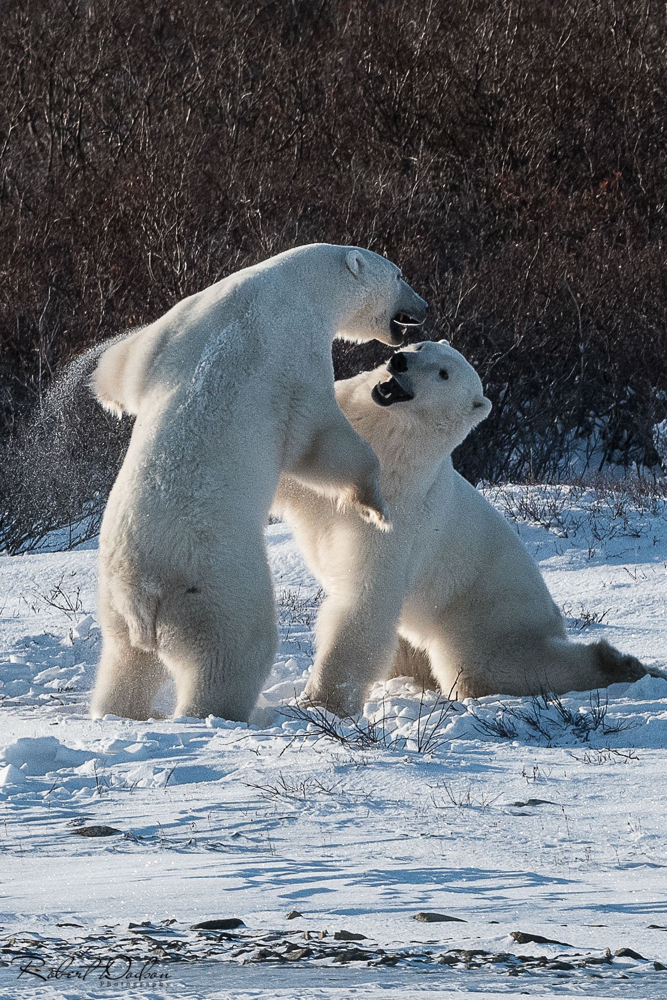 Polar Bears sparring 1-1.jpg