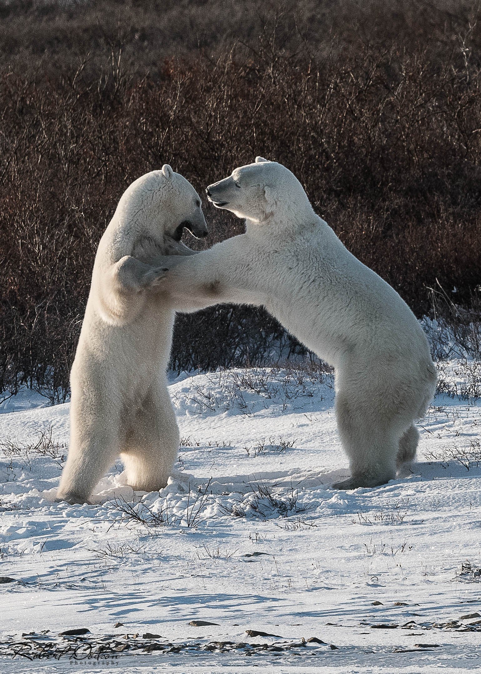 Polar Bears sparring 2-1.jpg
