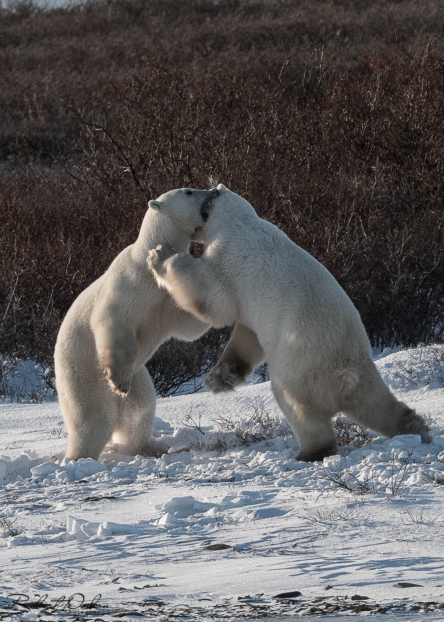 Polar Bears sparring 3-1.jpg