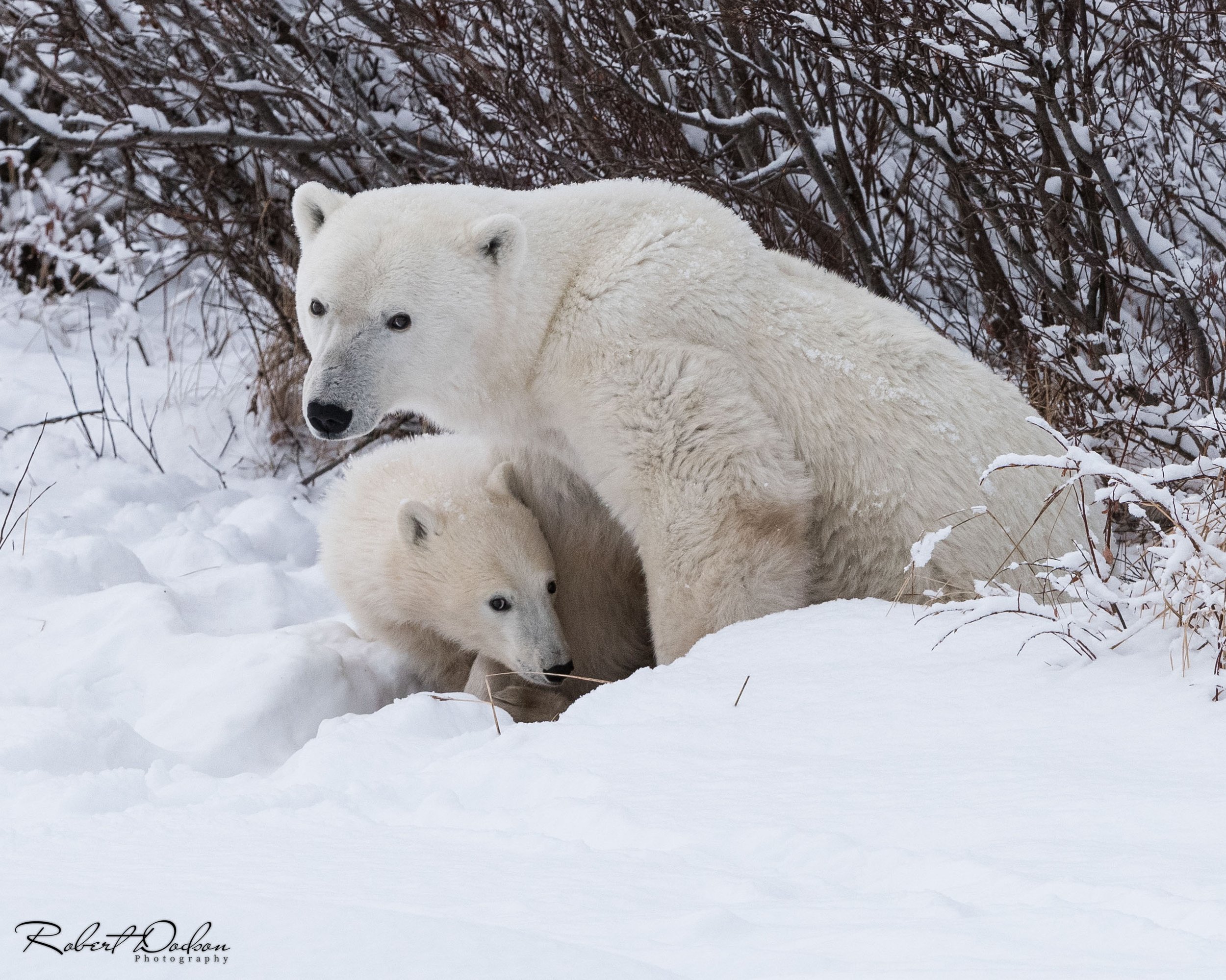 Mother protecting cub (1 of 1).jpg