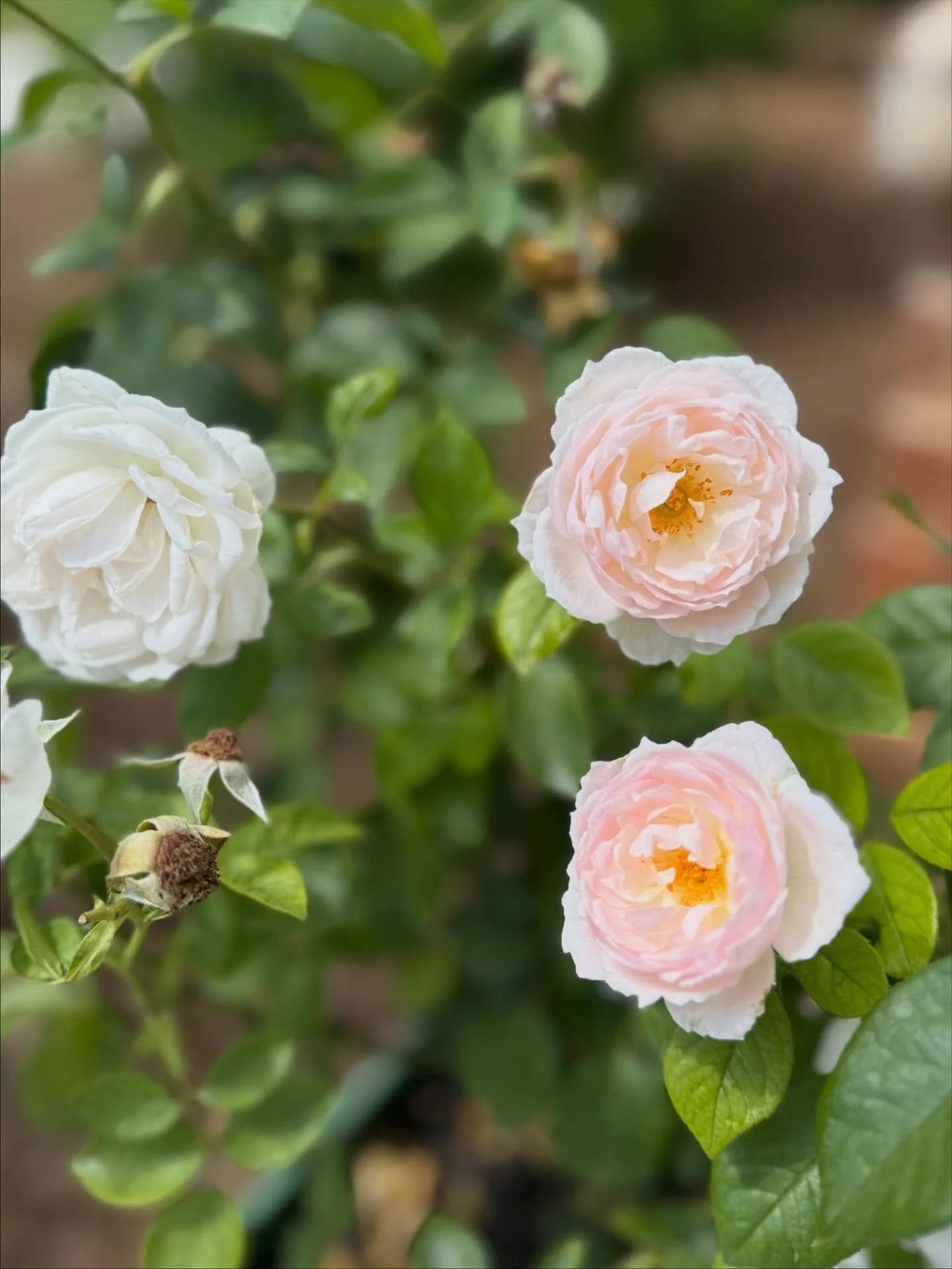 Having a hard time saying goodbye to summer but ready for colder weather! 💛 

#interiordesigner #summerdump #interiordesign #houseandhome #interiors #summerseason #atlantadesigner