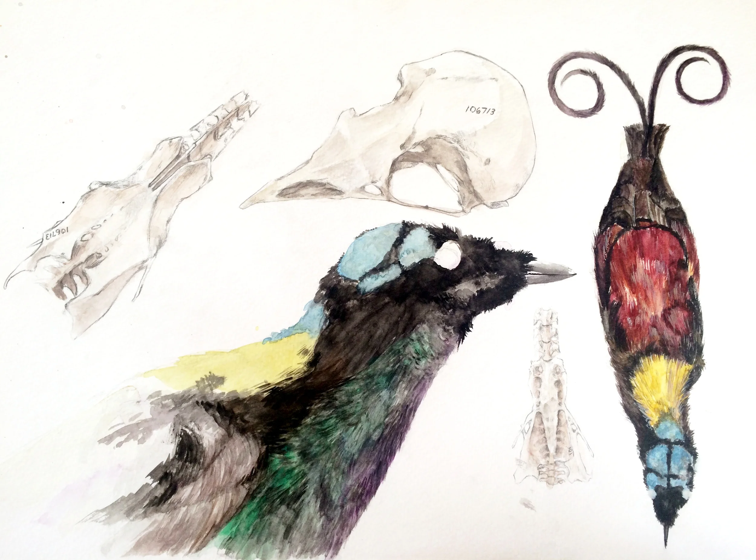 Bird of Paradise Wilson.JPG