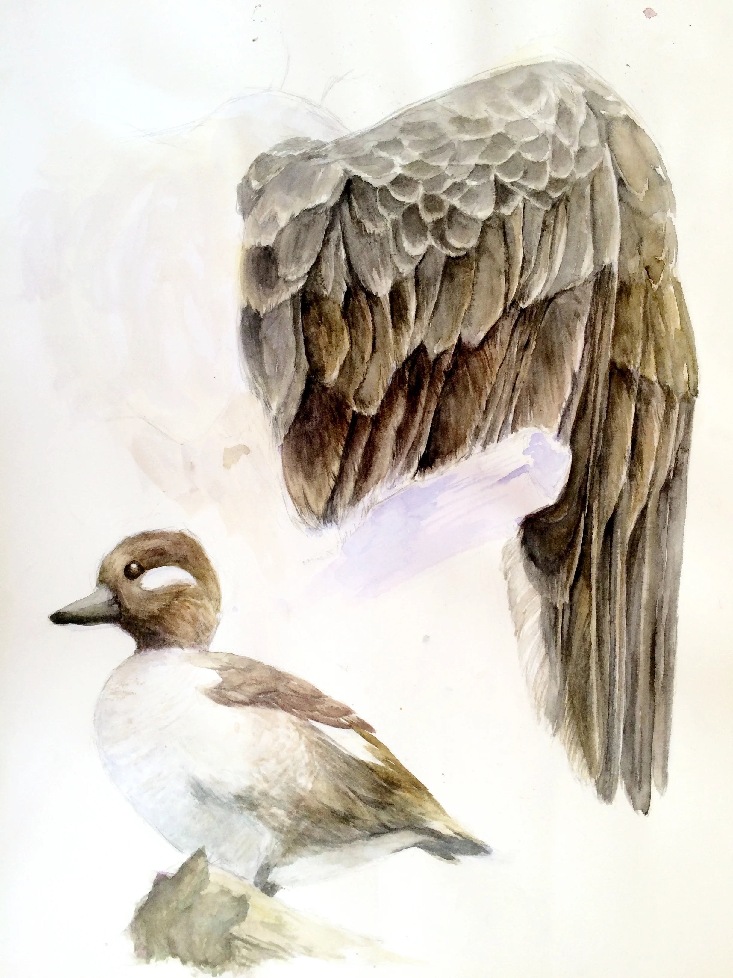 Duck and Vulture Wing.JPG