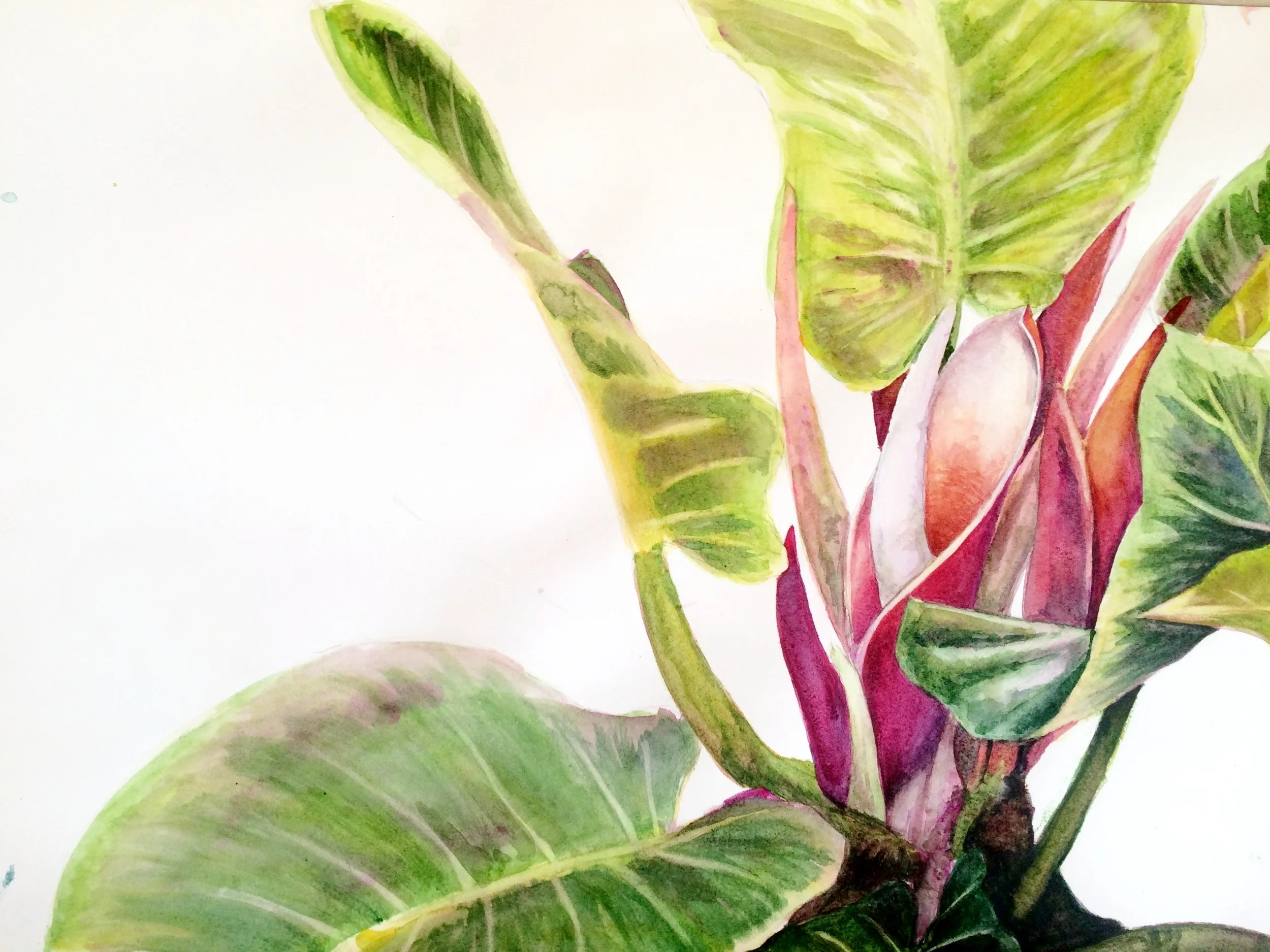 Garfield Park Conservatory Plant.JPG