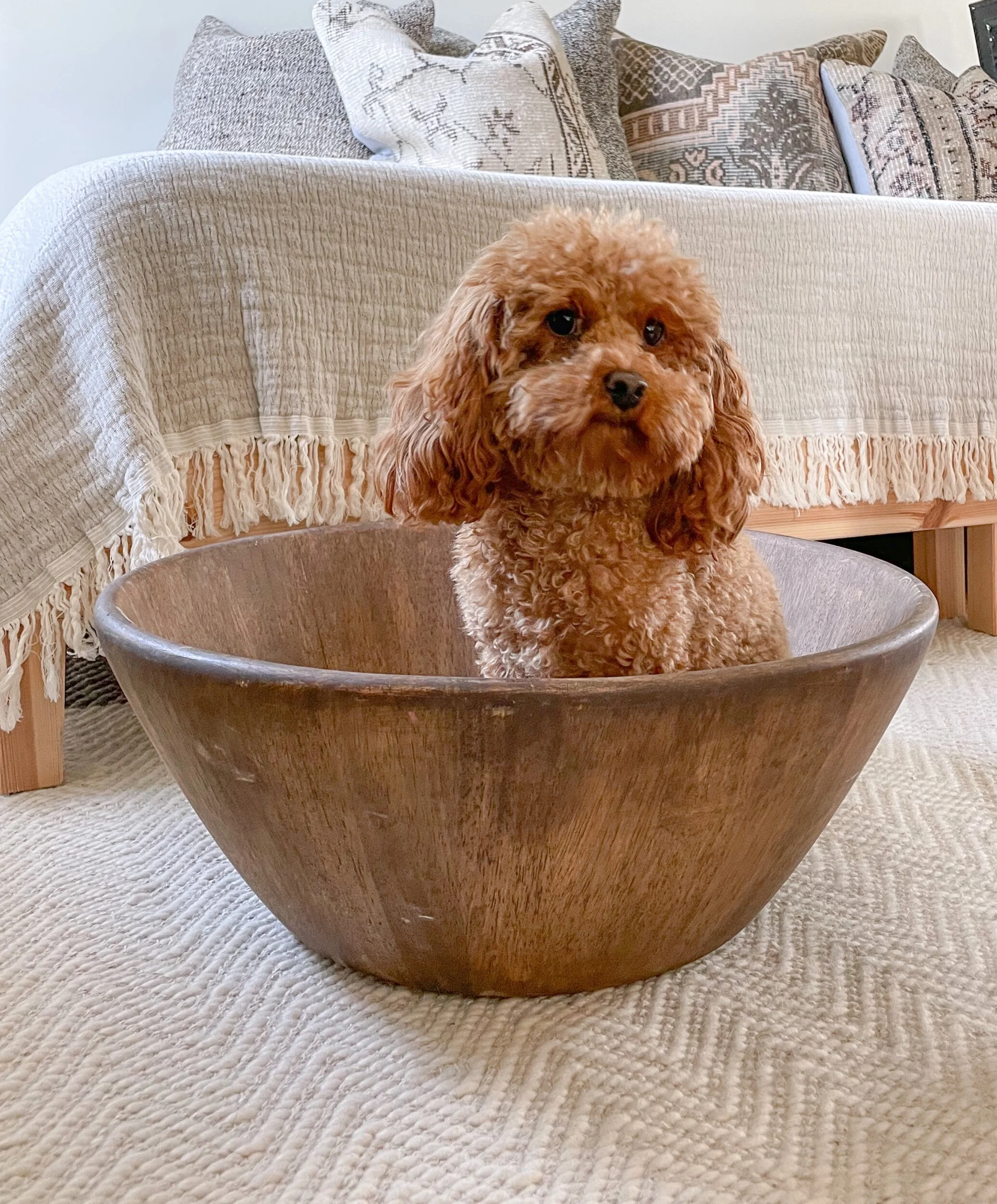 78D0A11D-D90C-4255-A721-B0E463B2055F