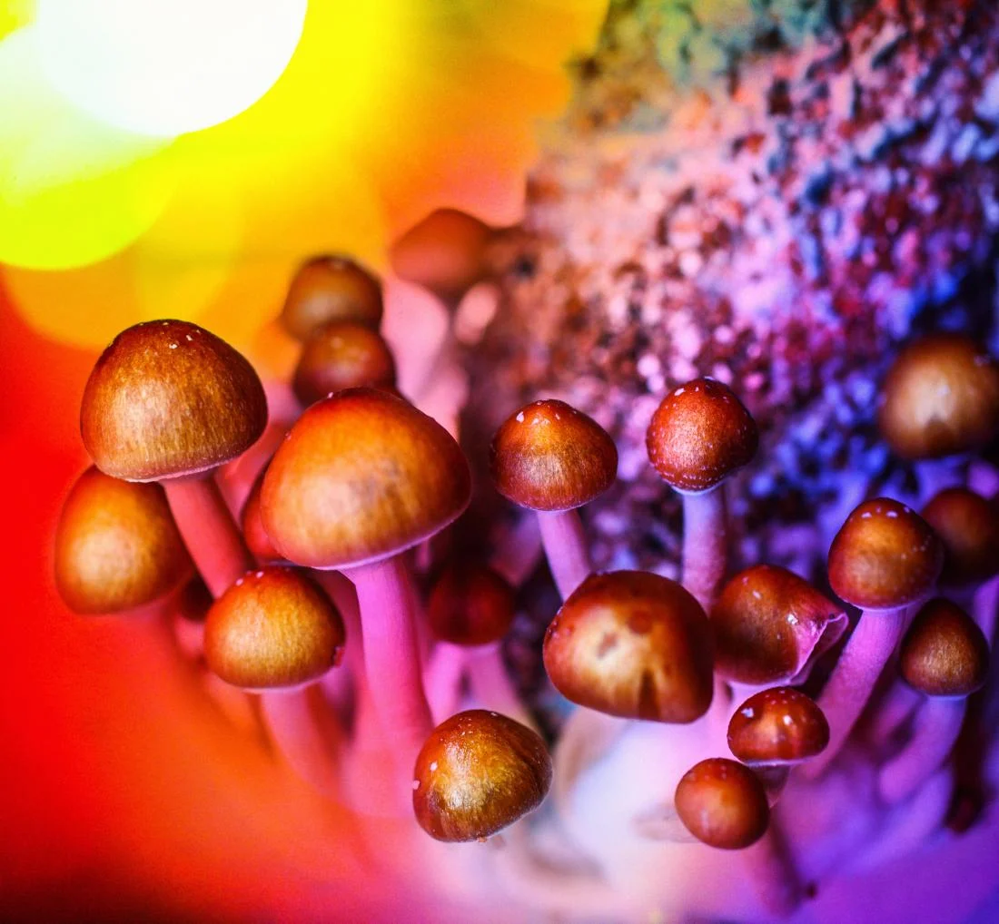 Psychedelics and addiction: Part 1