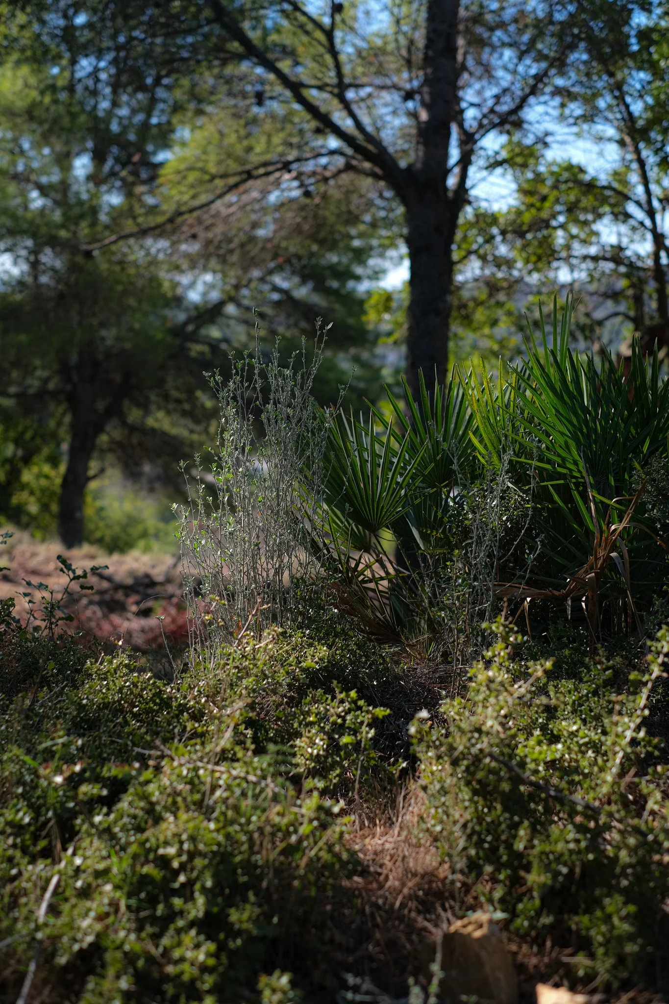 DSCF3648.jpg
