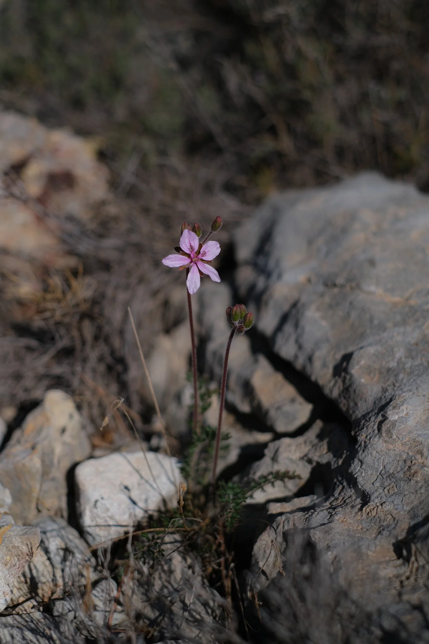DSCF3691.jpg