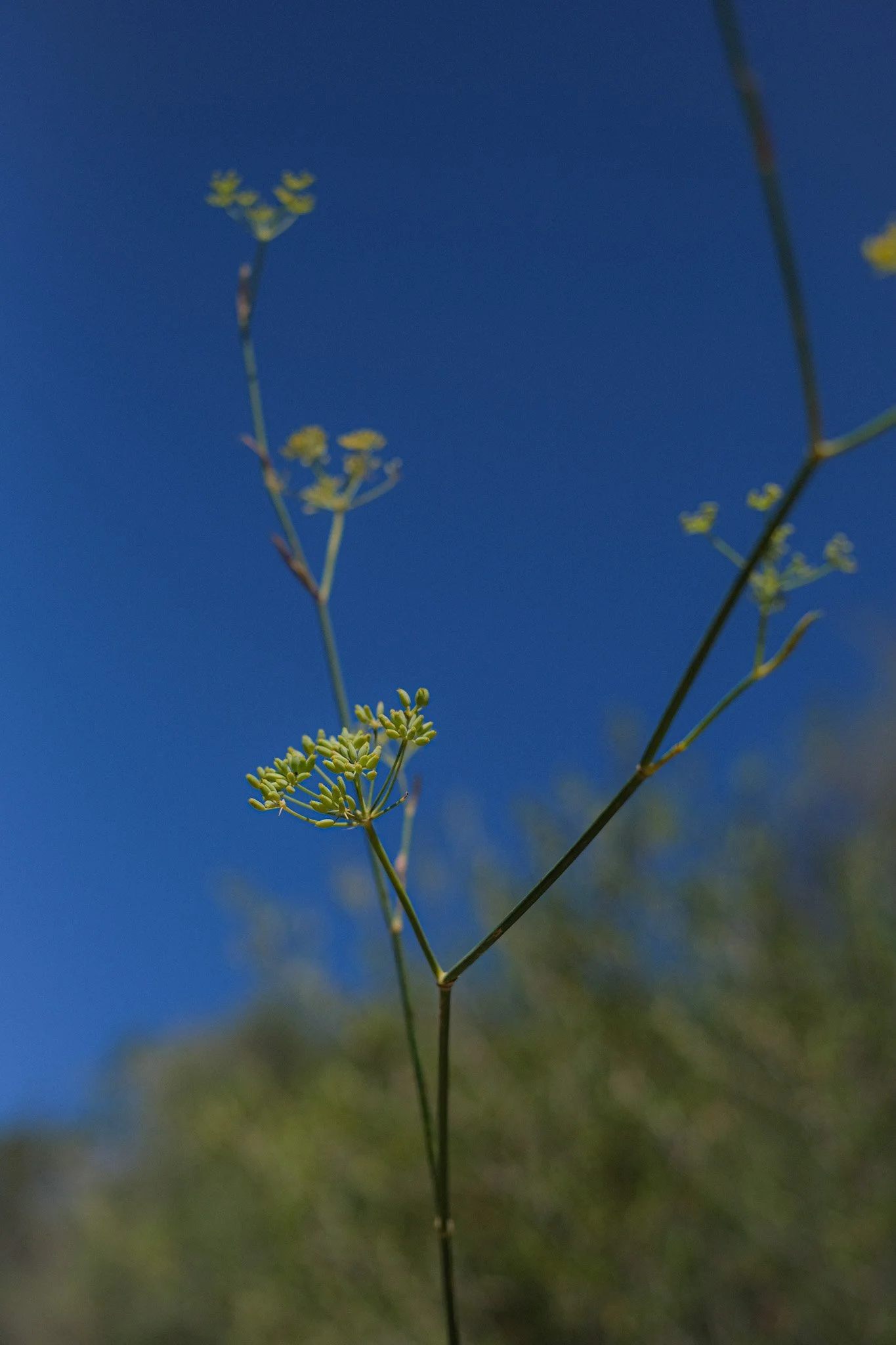 DSCF3746.jpg