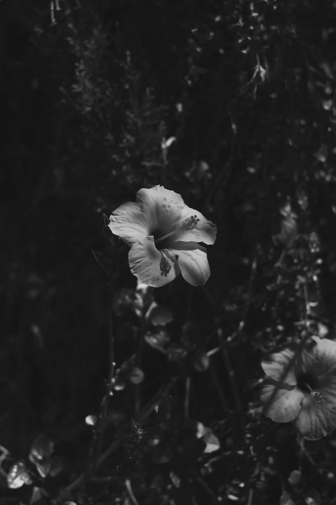 DSCF3748.jpg