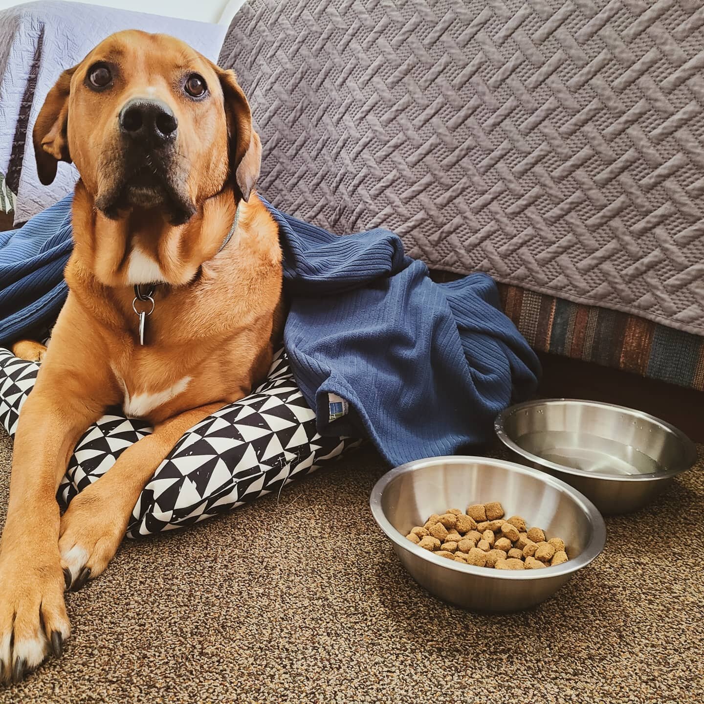 Our doggo accommodations just got a sweet upgrade! 🐶

We are now offering beds, blankets, and bowls for your four-legged family members when they stay with us.
These extras are included in our standard $10/night pet fee - just choose the size of you