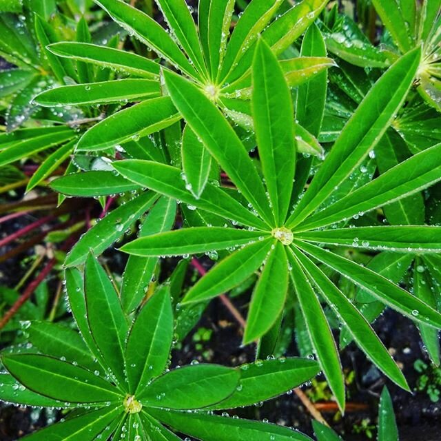 Lupine in the rain 🌧️
