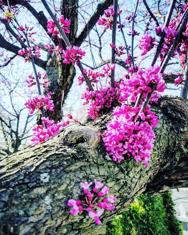 Redbud flowers are beautiful and unusual in the way that they bloom along the trunk. Did you know that they are edible as well?