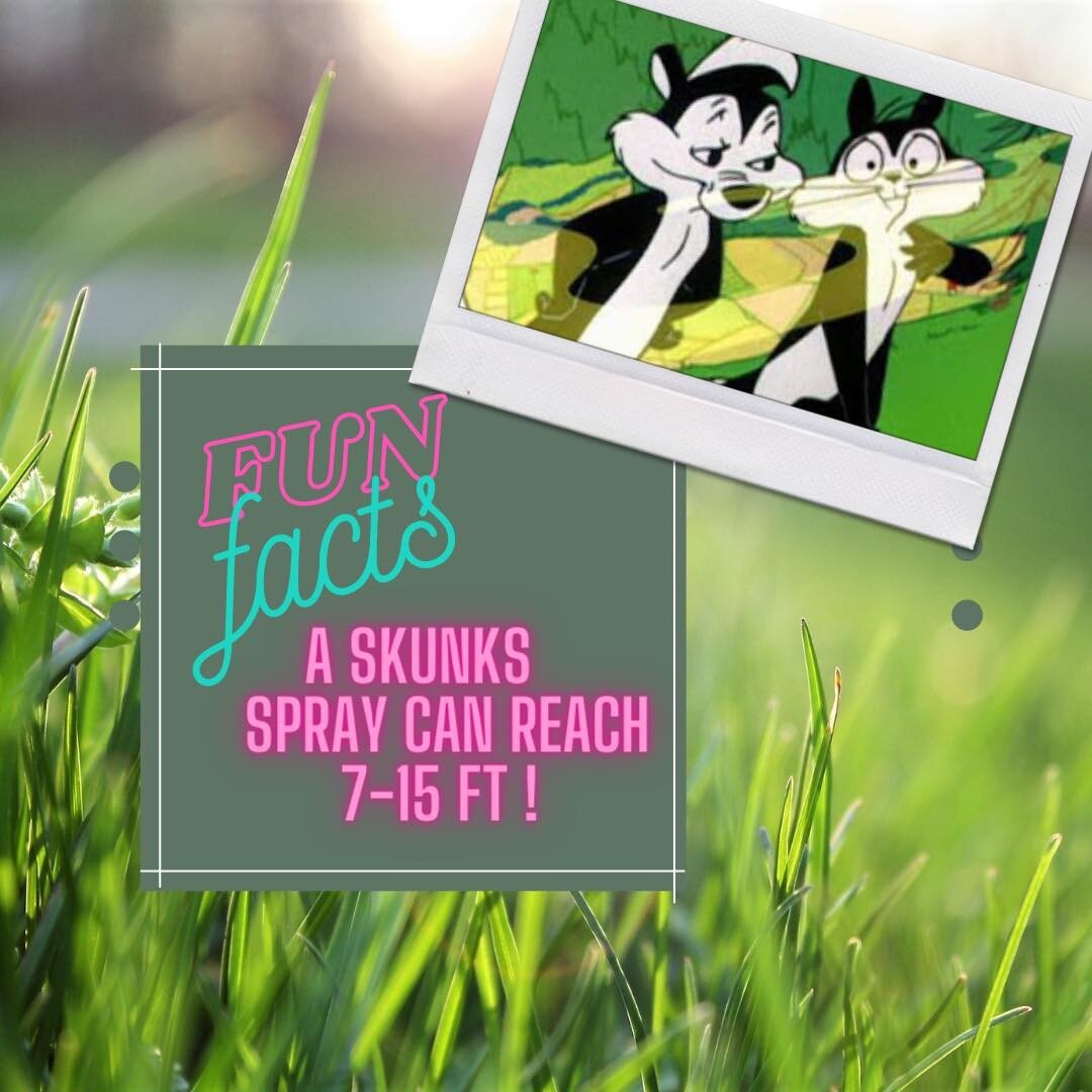 Dusk 🌅 and dawn 🌄 are further apart and so you should be from Pepe le pew! 👃 🦨 

Give these smelly kitties their space and save the 🍅 soup for supper! 

#smellycat #funfacts #skunksarecutfromafar