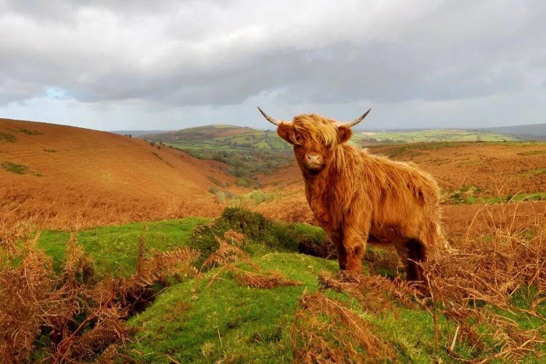 It&rsquo;s Cow 🐄 day! 

This cow is celebrating by wearing his Justin Bieber Hairstyle 💇&zwj;♂️ 

Have you ever seen a cows happy dance? Can&rsquo;t say we get that excited about our lettuce 🥗 
Have you ever tried tipping one? It doesn&rsquo;t wor