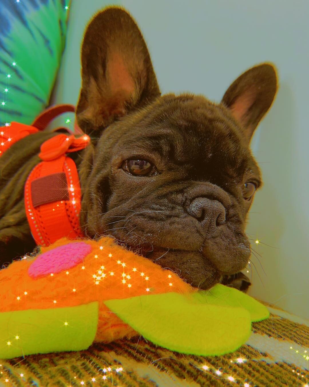 Missing the sun? ☀️Your not the only one! Nugget is snuggling up to his sunshine toy in hope it will scare away the rain 🌧  Who can be gloomy when you have cute faces like this to love up 😍 Rainy days are just better for snuggling!  What&rsquo;s yo