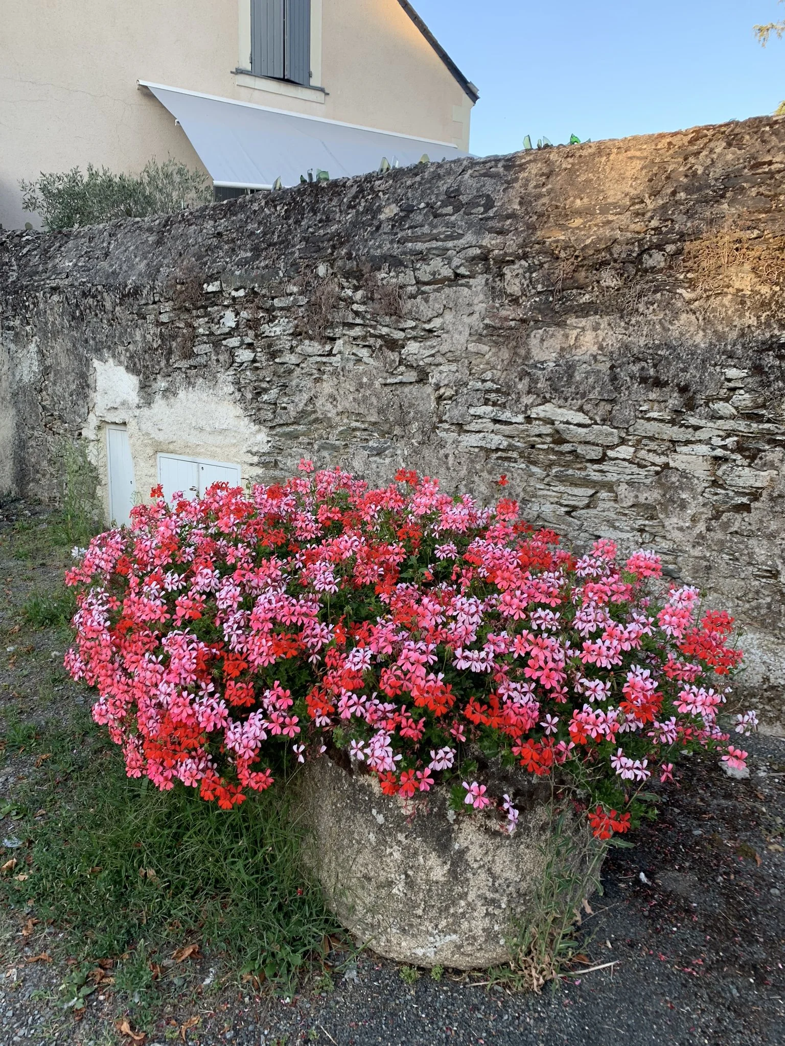 The Best Plants for a South Facing Garden — Meadowlark Journal