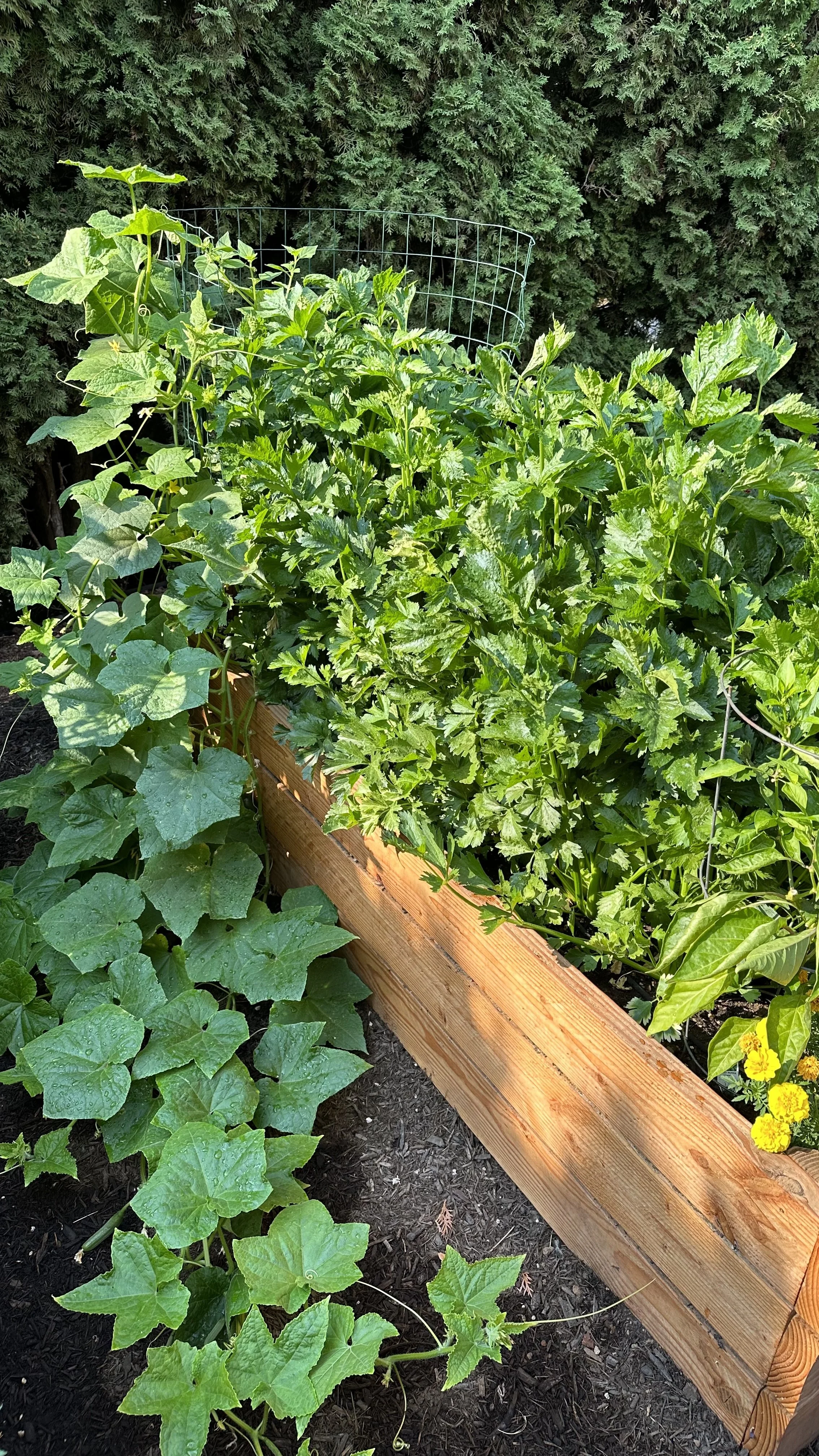 What to Put on the Bottom of a Raised Garden Bed