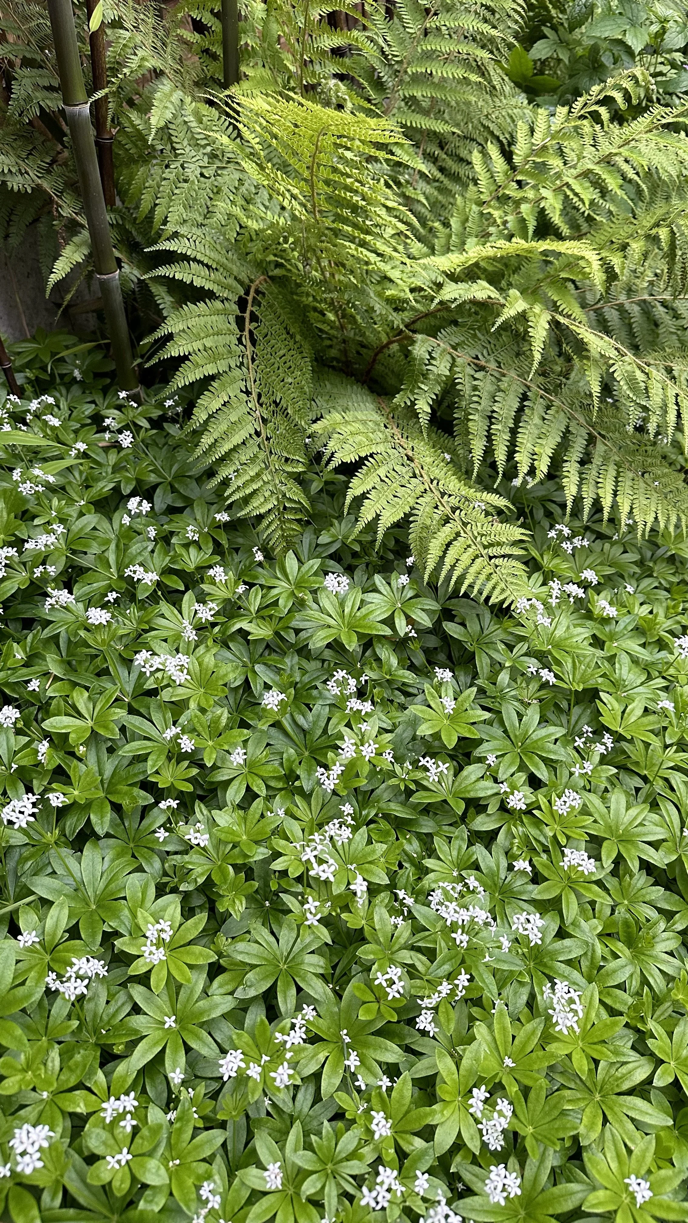 How to Grow Sweet Woodruff Ground Cover