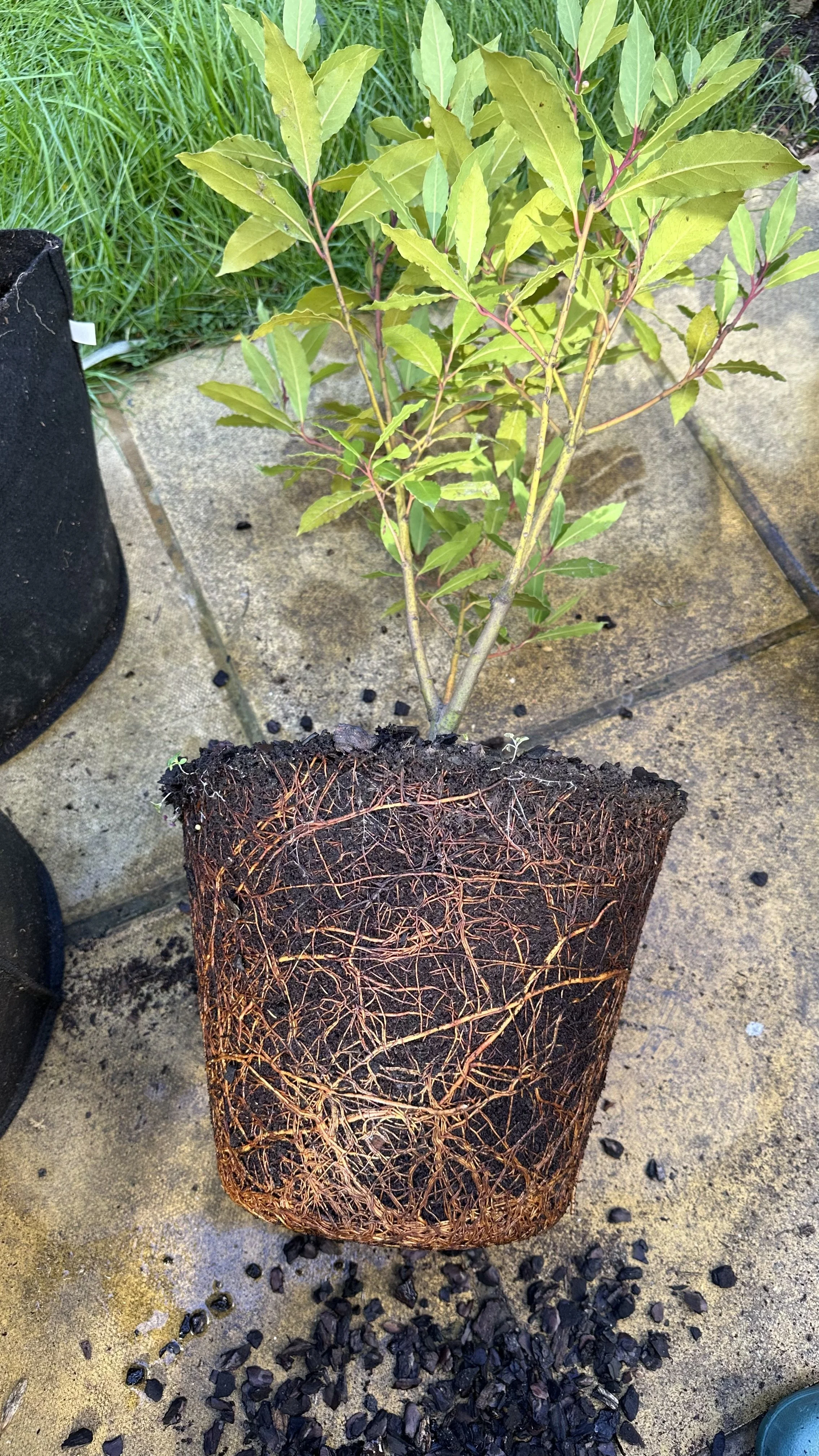 Repotting a Bay Tree: 6 Easy Steps