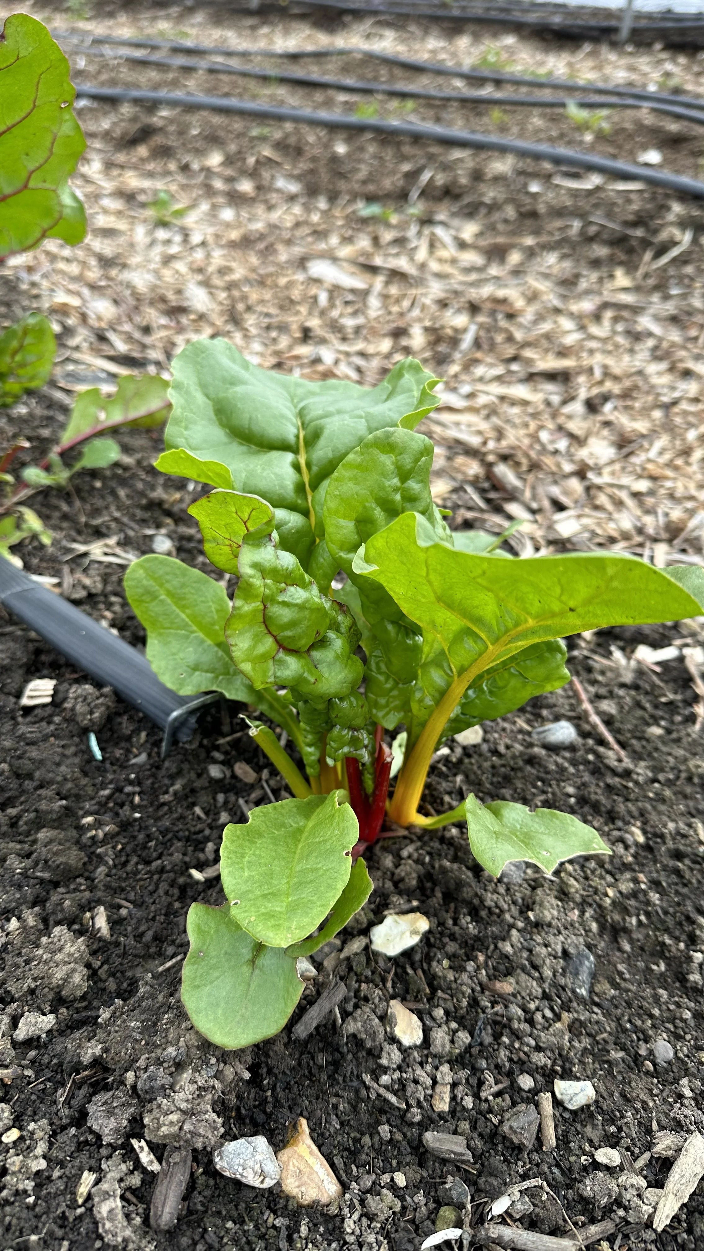 When to Harvest Swiss Chard