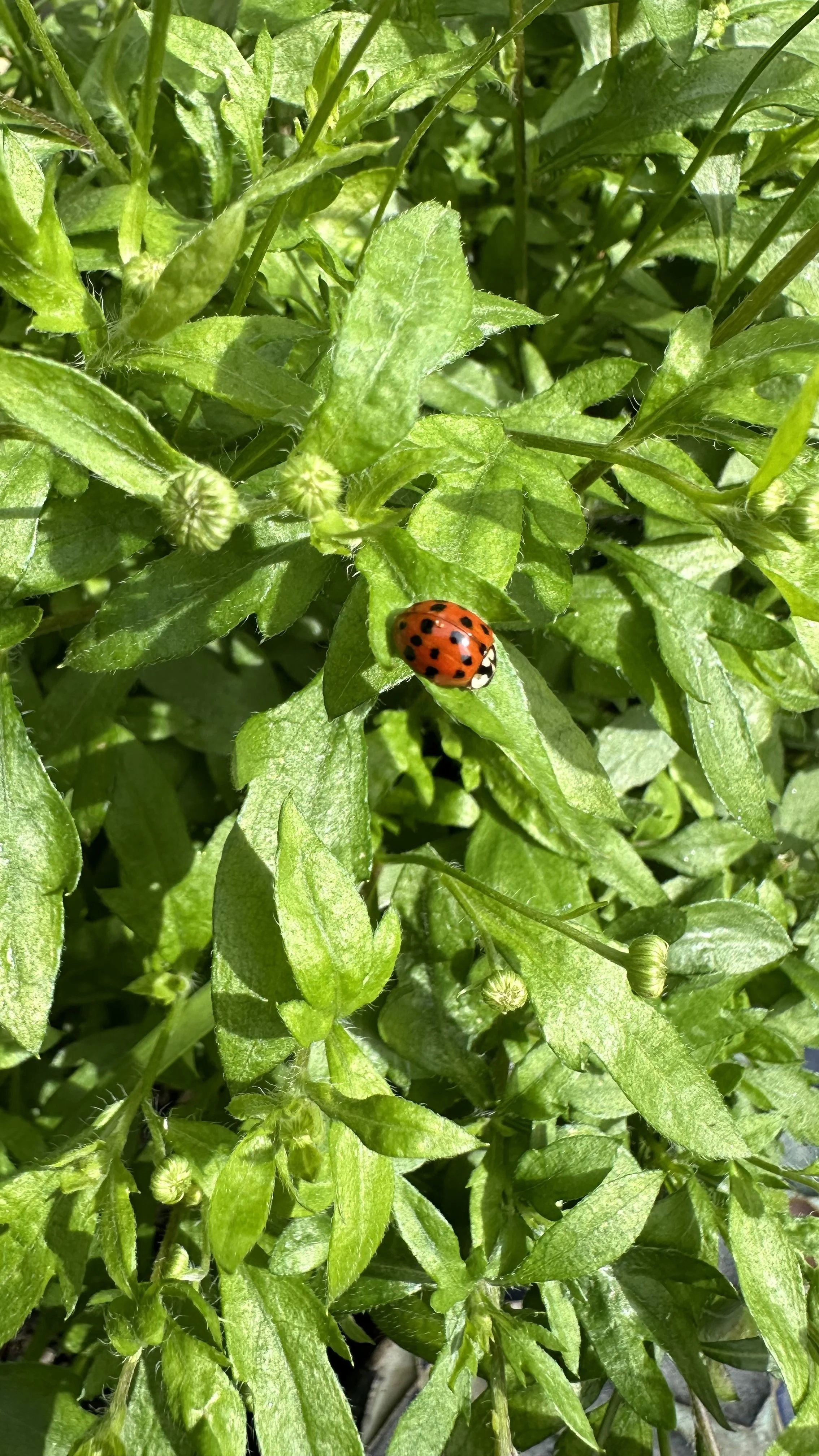 Flowers That Attract Ladybugs For Natural Pest Control