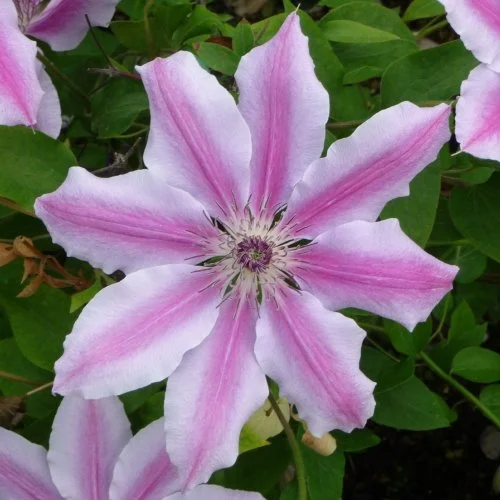 Clematis for Shade The Best Shade Tolerant Varieties — Meadowlark Journal
