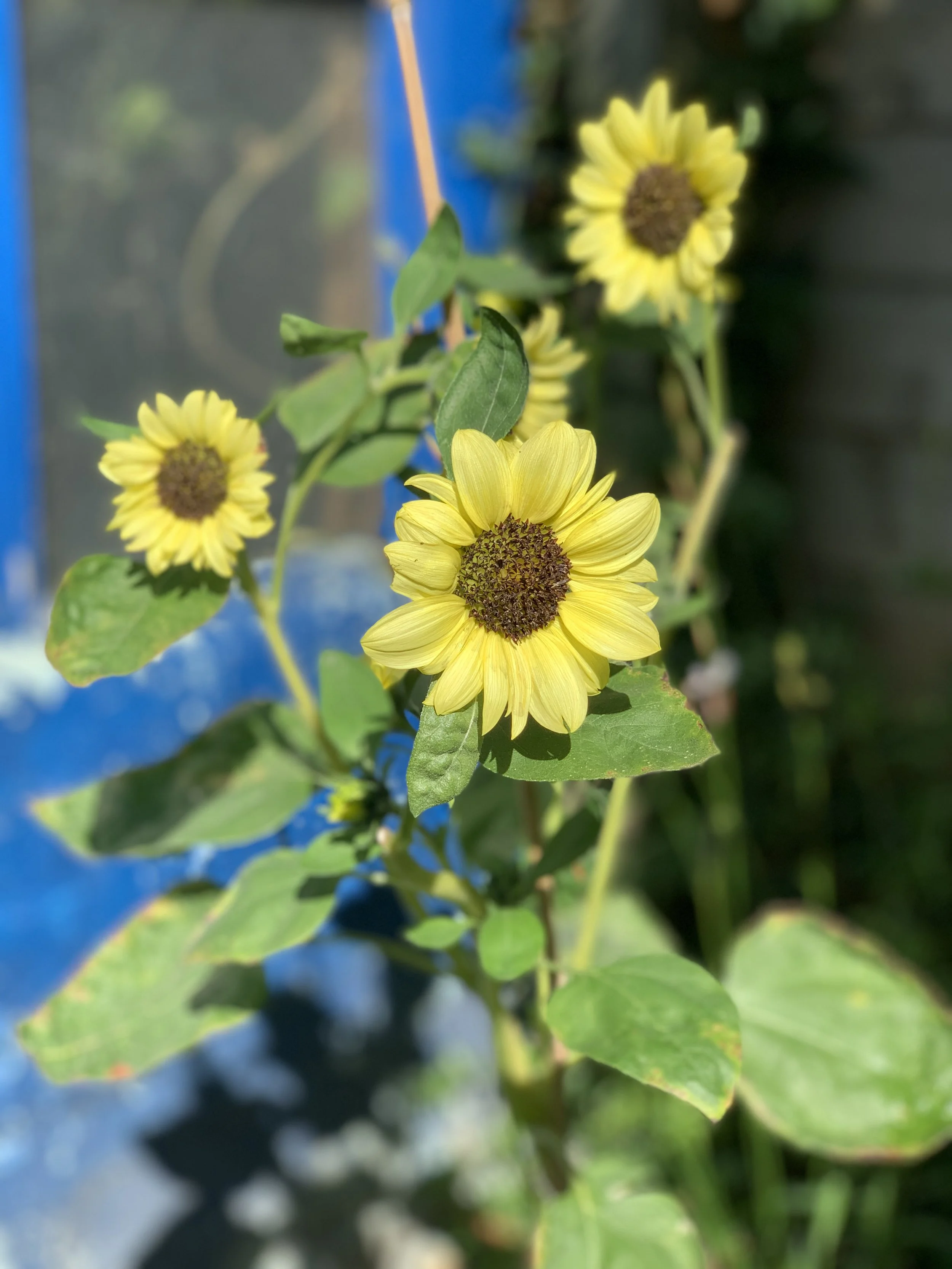 The Best Plants for a South Facing Garden — Meadowlark Journal