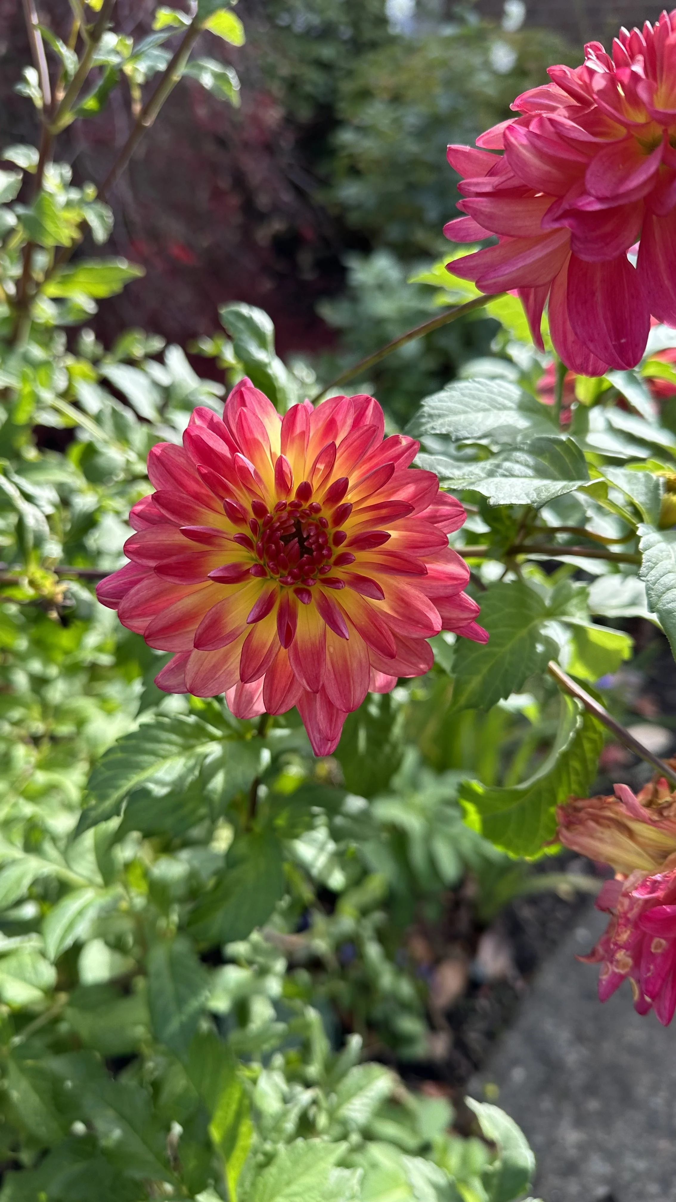 How to Deadhead Dahlias for Stunning Blooms — Meadowlark Journal