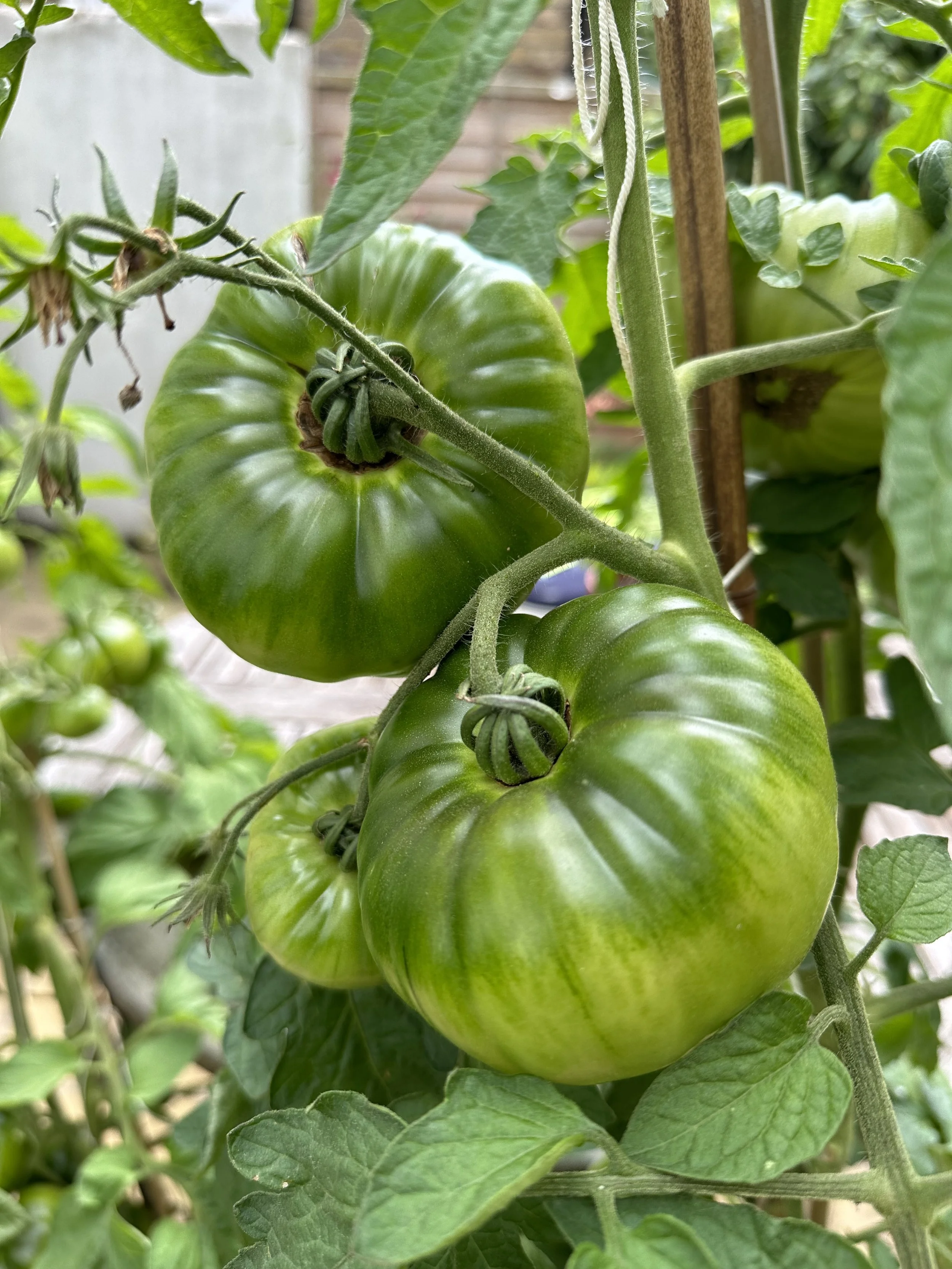 Quick Homemade Tomato Fertilizer — Meadowlark Journal