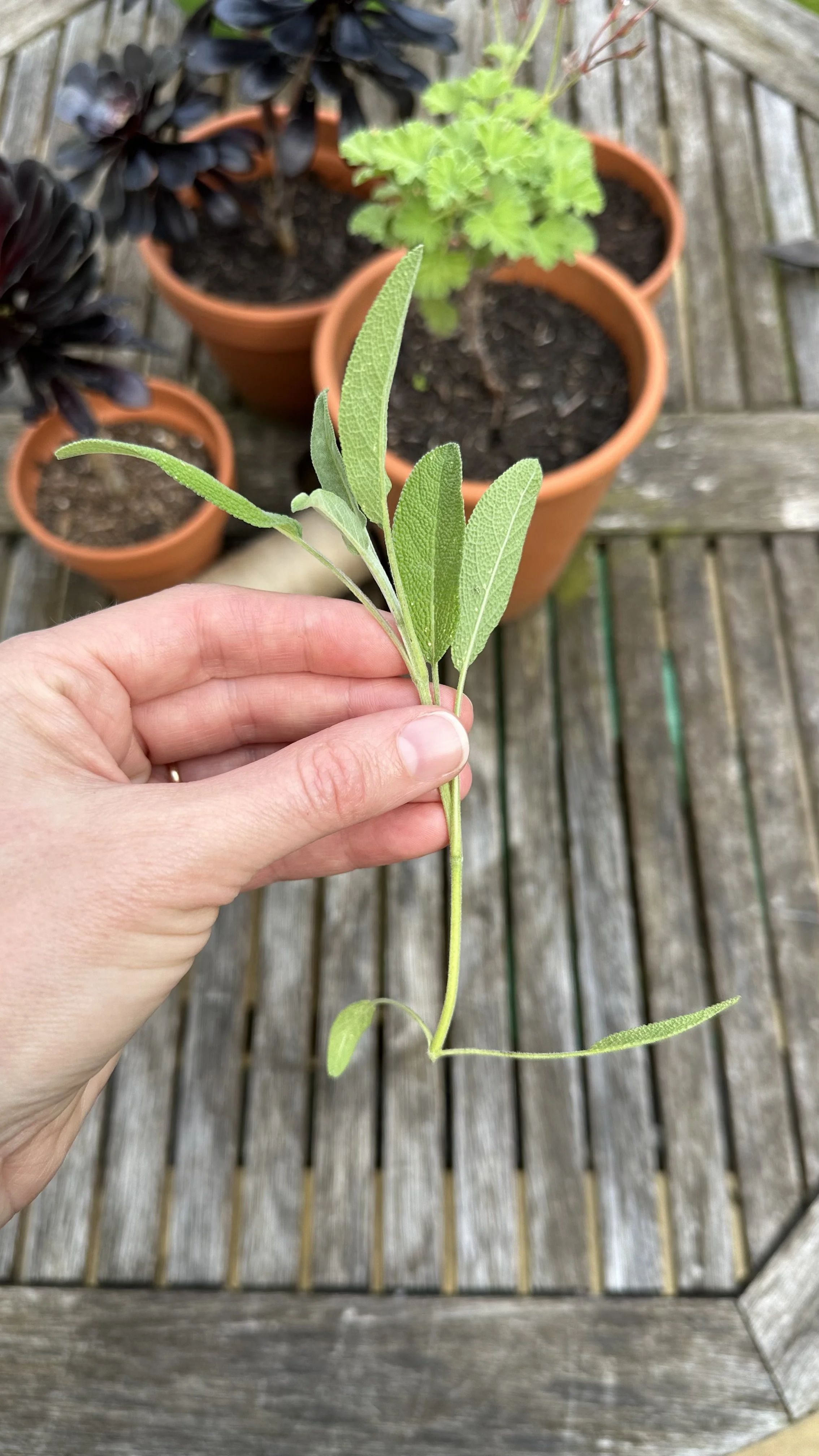 Propagating Sage: A Simple Guide